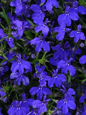 LOBELIA Blue